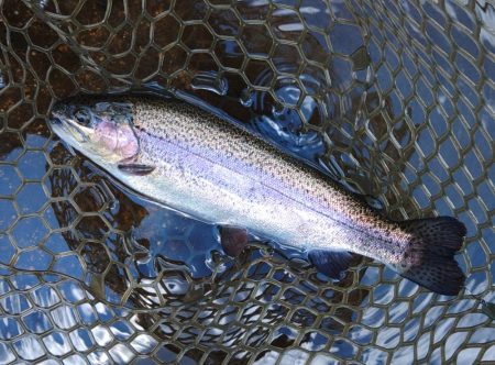 真夏の平谷は難しい ～平谷湖フィッシングスポット～